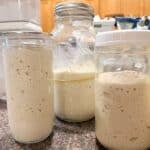 gluten free sourdough starter in jars