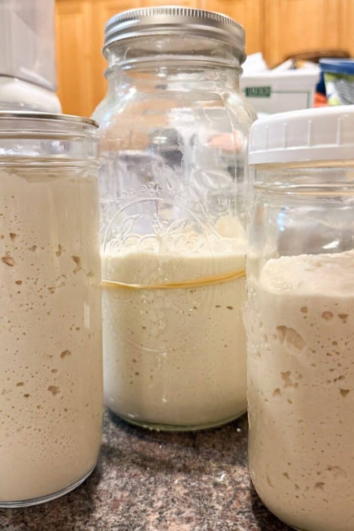 gluten free sourdough starter in jars